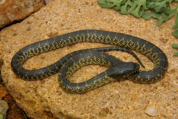 Природные зоны Башкортостана и Уфы