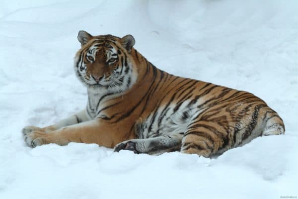 Природные зоны Дальнего Востока России кратко