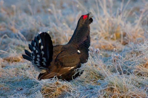 Природные зоны европейской части России – какая занимает большую часть