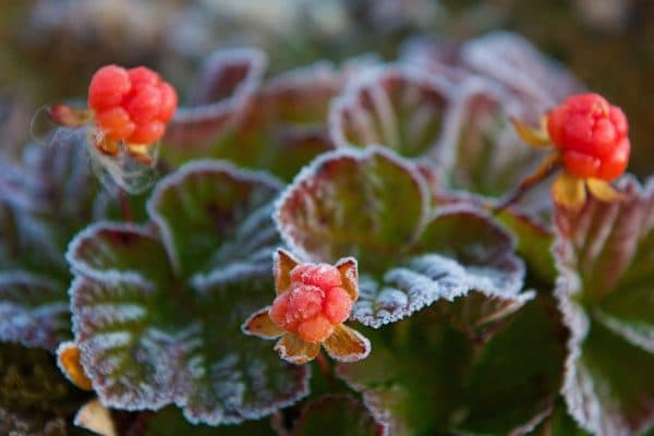 Природные зоны европейской части России – какая занимает большую часть