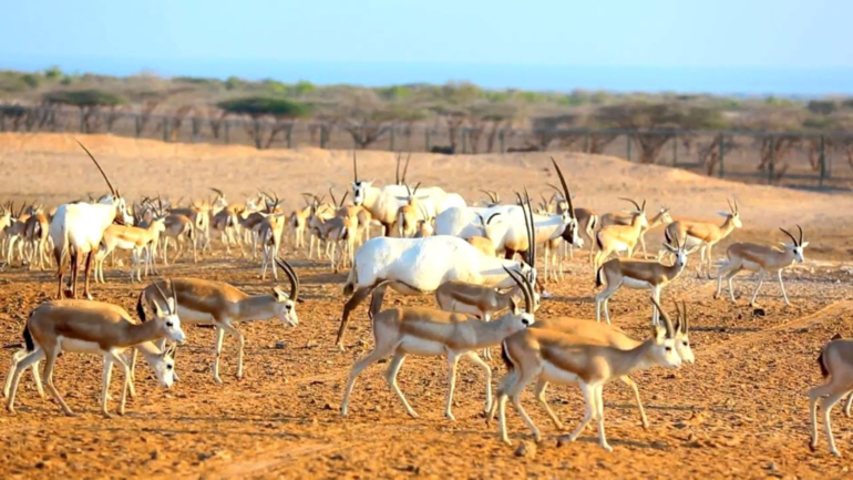 Природные зоны Индии &mdash; описание климата, флоры и фауны