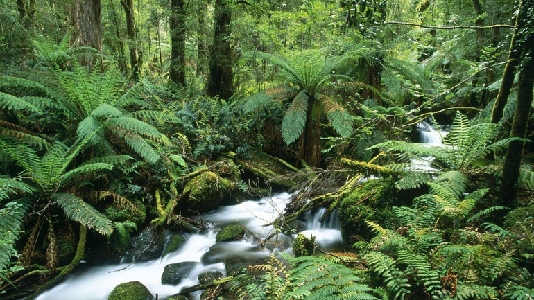 Природные зоны южных материков &mdash; описание, характеристика и особенности природы и климата