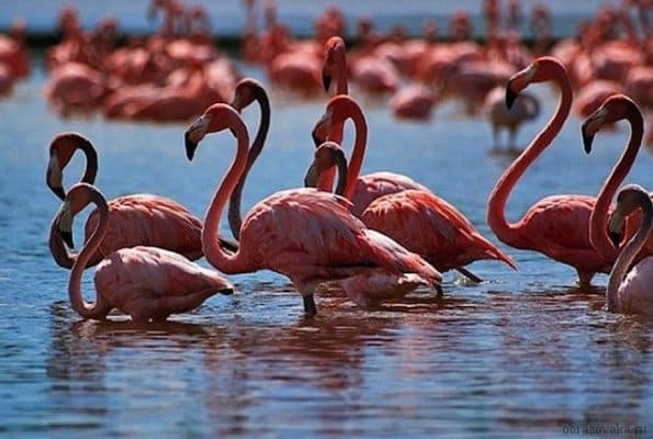 Природные зоны Казахстана &ndash; основные особенности