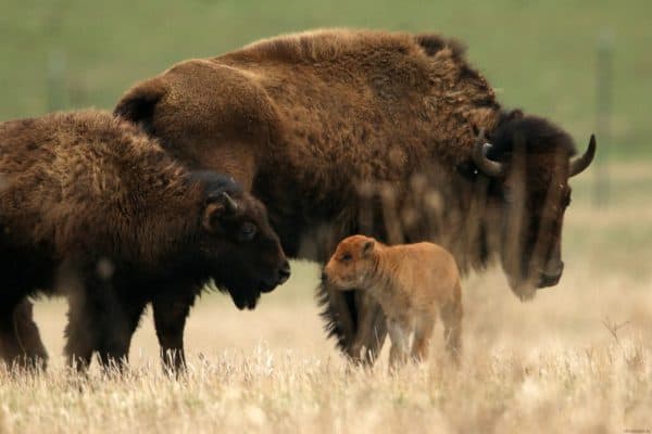 Природные зоны Польши &ndash; основные особенности