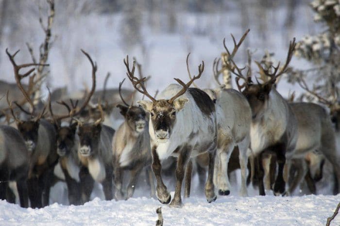 Природные зоны России (4 класс, окружающий мир)
