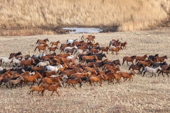 Природные зоны Сарыарки &ndash; основные особенности