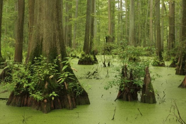 Природные зоны Северной Америки &mdash; описание и характеристика, особенности флоры и фауны