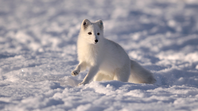 Природные зоны западной Сибири &mdash; особенности растительного и животного мира