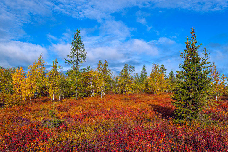 Природные зоны западной Сибири &mdash; особенности растительного и животного мира