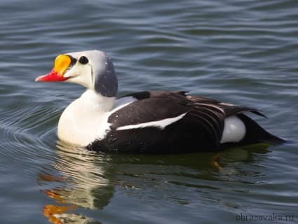 Природные зоны: заповедники (Астраханский и Кандалакшский). Природно-заповедная зона