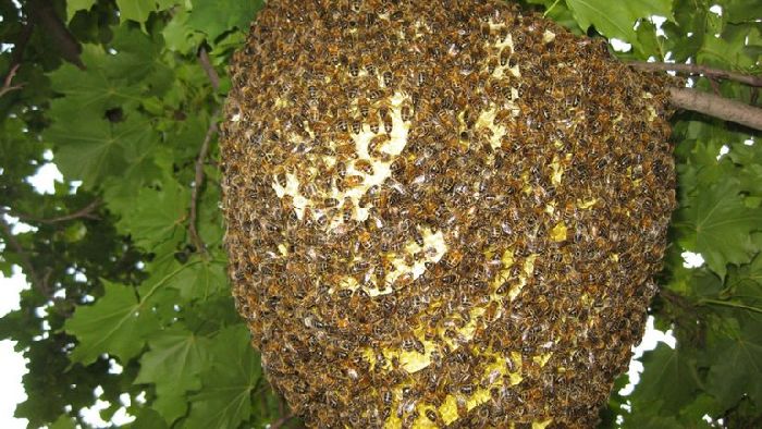 Признаки животных &ndash; основные главные признаки зверей кратко (2 класс, окружающий мир)