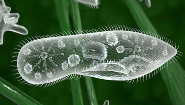 Признаки животных &ndash; основные главные признаки зверей кратко (2 класс, окружающий мир)