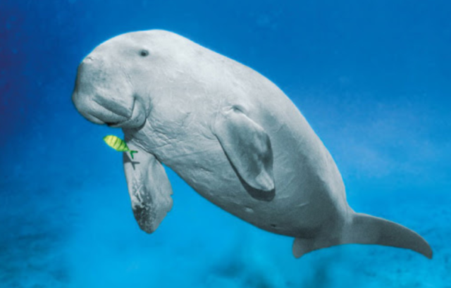 Признаки зверей – кратко описание для детей (2 класс, окружающий мир)