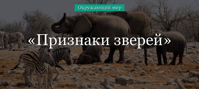 Признаки зверей – кратко описание для детей (2 класс, окружающий мир)
