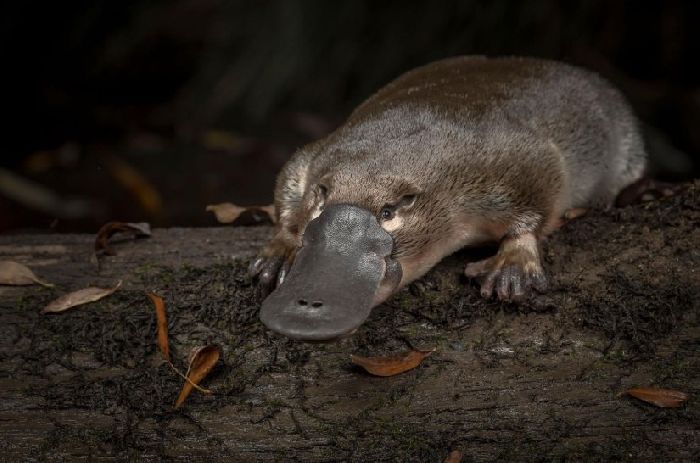 Признаки зверей – кратко описание для детей (2 класс, окружающий мир)
