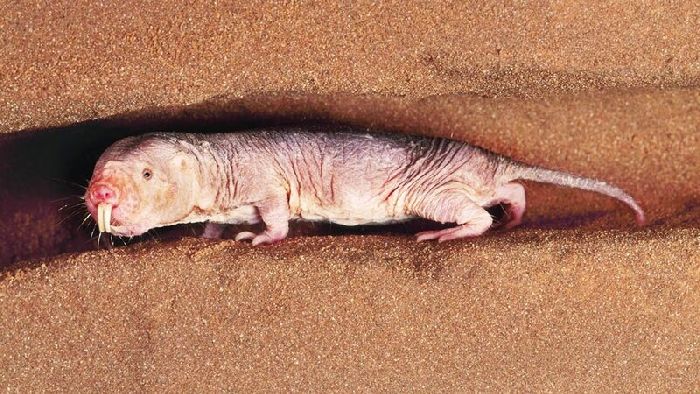 Признаки зверей – кратко описание для детей (2 класс, окружающий мир)