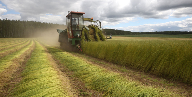 Прядильные растения (культуры) &ndash; список названий, примеры кратко (2 класс, окружающий мир)