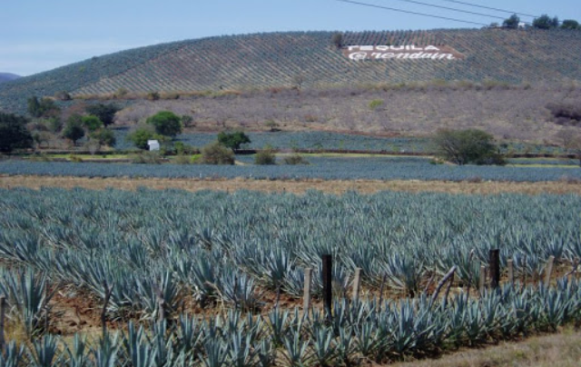 Прядильные растения (культуры) &ndash; список названий, примеры кратко (2 класс, окружающий мир)