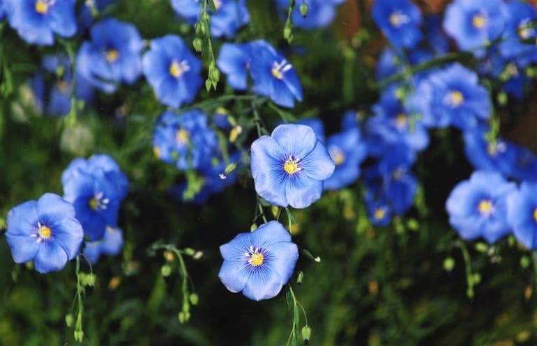 Прядильные растения &mdash; виды, названия и примеры использования