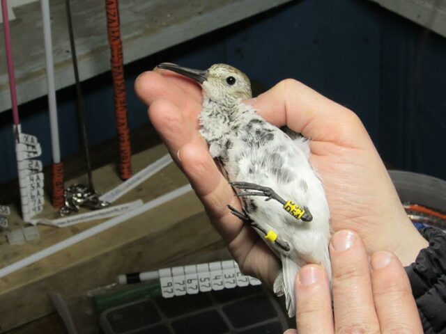 Продолжительность жизни животных – таблица кратко (2 класс, окружающий мир)