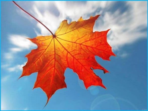 Проверочное слово к слову «листок»