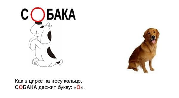 Проверочное слово к слову «собака»
