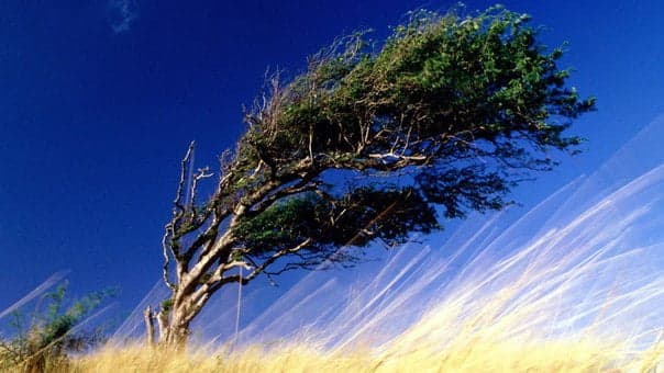 Проверочное слово к слову «ветер»