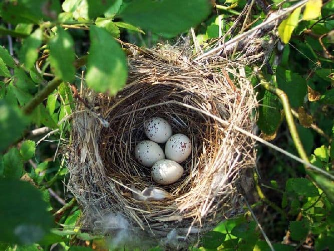 Птицы – лесные жители, их повадки (2 класс, окружающий мир)