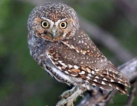 Птицы Северной Америки и их названия