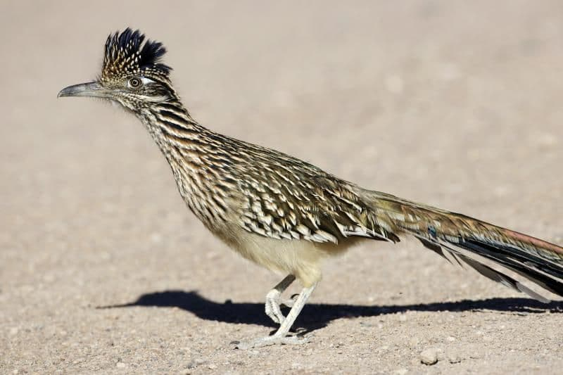 Птицы Северной Америки и их названия