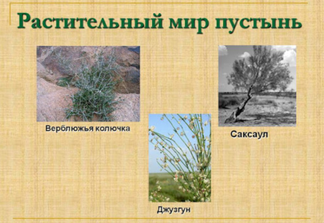 Пустыни и полупустыни Евразии – климат, почвы, растения, животные – характеристики кратко