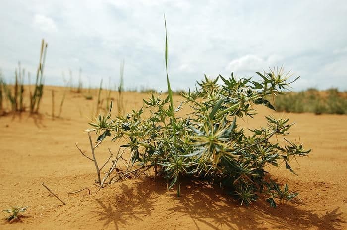 Пустыни &ndash; животные и растения жаркой зоны (окружающий мир 2 класс )