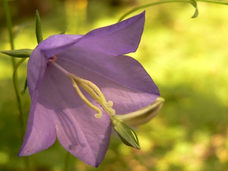 Рассказ о колокольчике &mdash; описание и интересные факты о растении