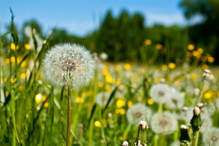 Рассказ про одуванчик &mdash; описание, характеристика и строение растения