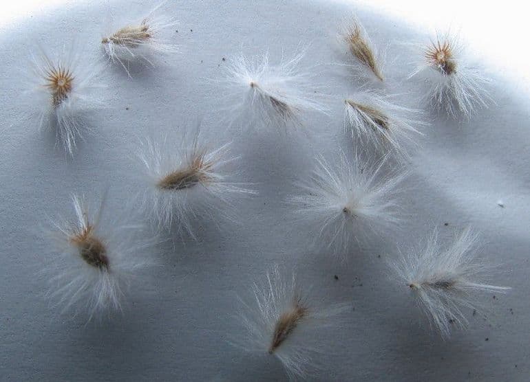 Рассказ про одуванчик &mdash; описание, характеристика и строение растения