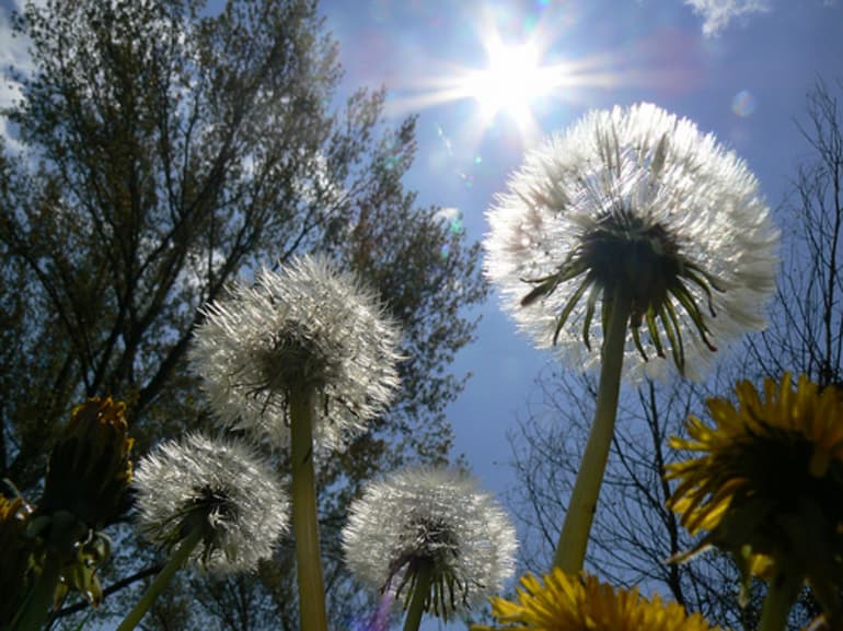 Рассказ про одуванчик &mdash; описание, характеристика и строение растения