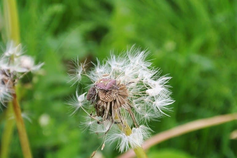 Рассказ про одуванчик &mdash; описание, характеристика и строение растения