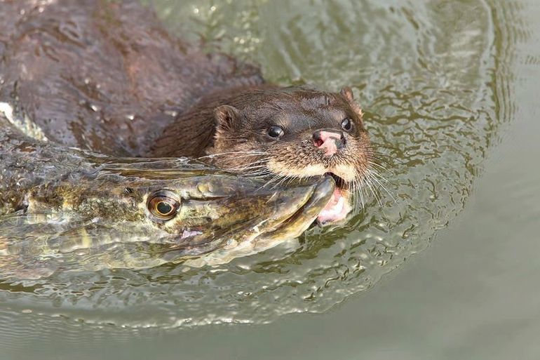 Рассказ про щуку &mdash; описание для учеников 1 класса