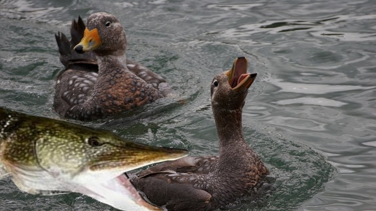 Рассказ про щуку &mdash; описание для учеников 1 класса