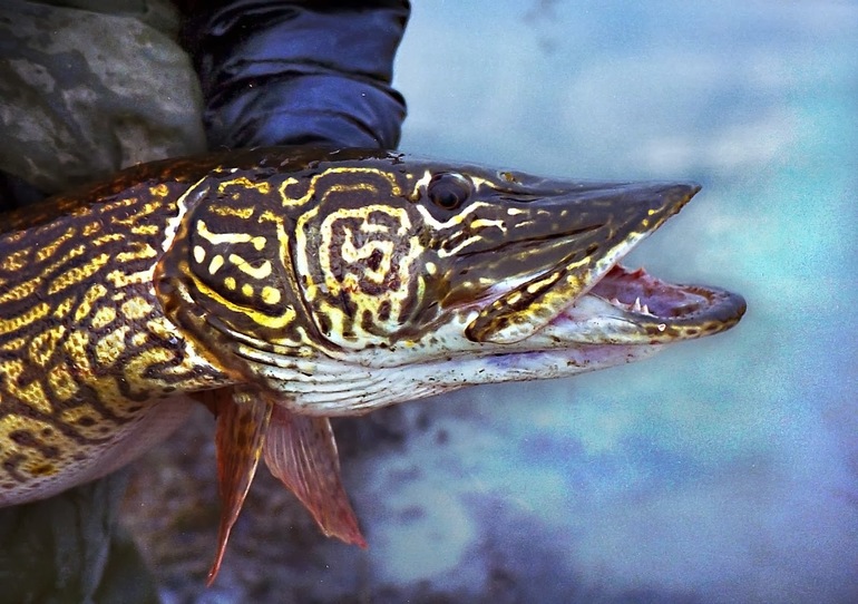 Рассказ про щуку &mdash; описание для учеников 1 класса