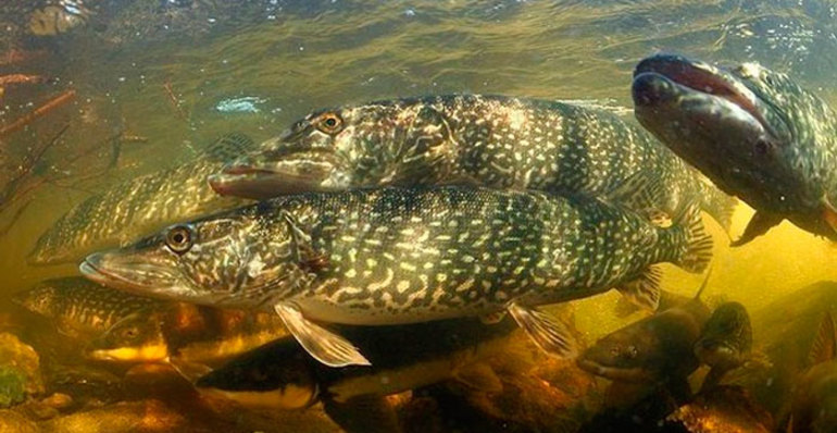 Рассказ про щуку &mdash; описание для учеников 1 класса