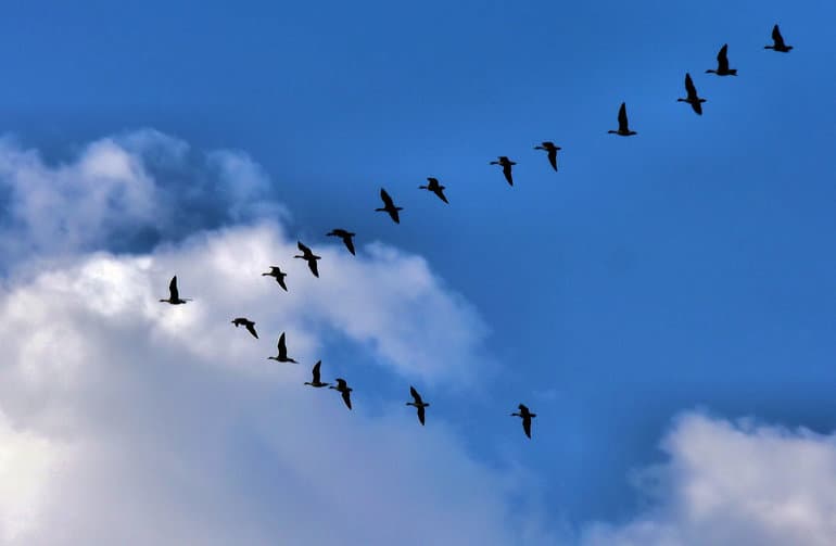 Рассказ про журавля &mdash; описание, виды и среда обитания птицы