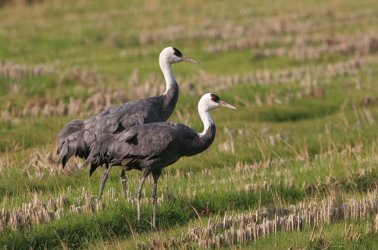 Рассказ про журавля &mdash; описание, виды и среда обитания птицы