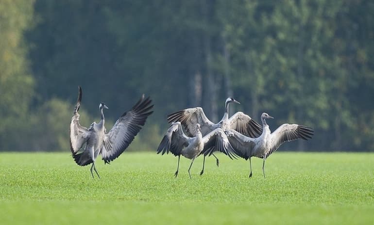 Рассказ про журавля &mdash; описание, виды и среда обитания птицы