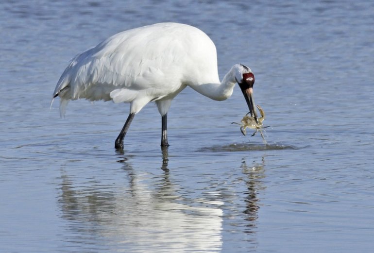 Рассказ про журавля &mdash; описание, виды и среда обитания птицы