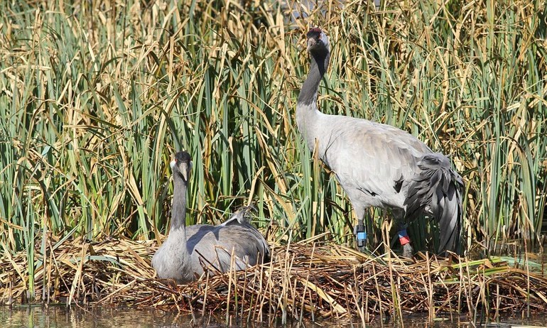 Рассказ про журавля &mdash; описание, виды и среда обитания птицы