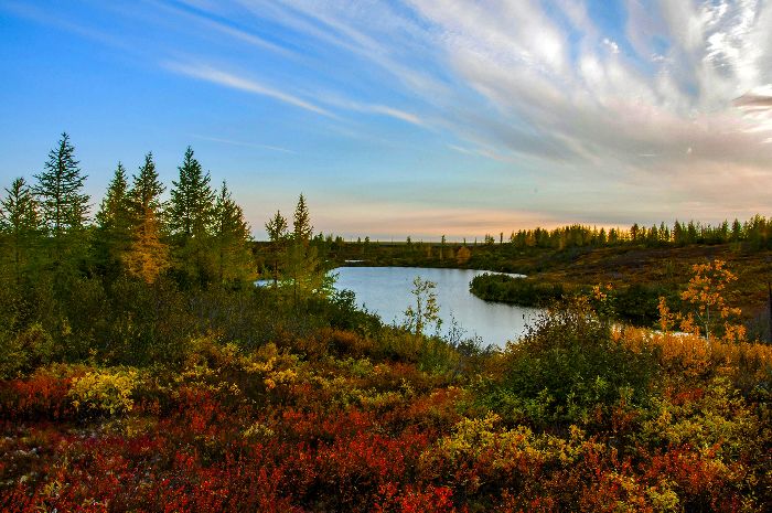 Растение лесных зон интересные факты &ndash; 4 класс кратко