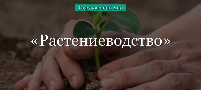 Растениеводство (3 класс, окружающий мир) – какие потребности удовлетворяет?