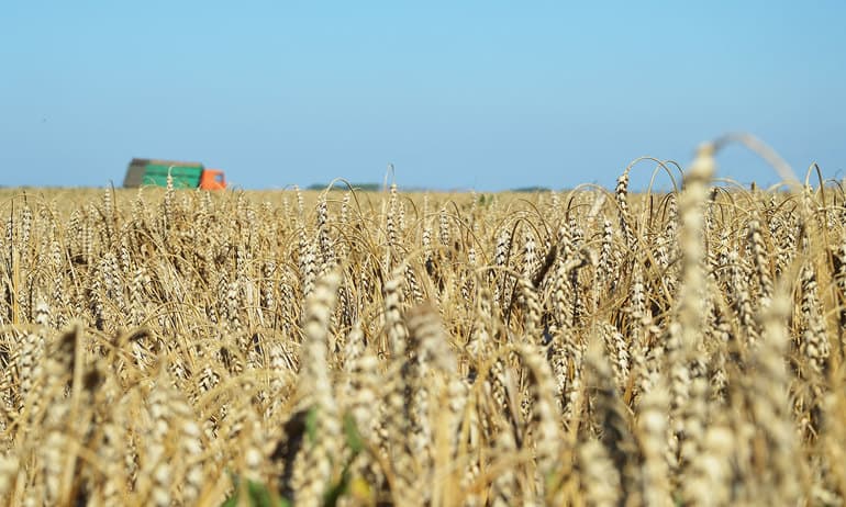 Растениеводство как отрасль сельского хозяйства