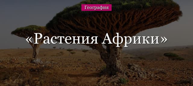 Растения Африки – растительный мир, деревья